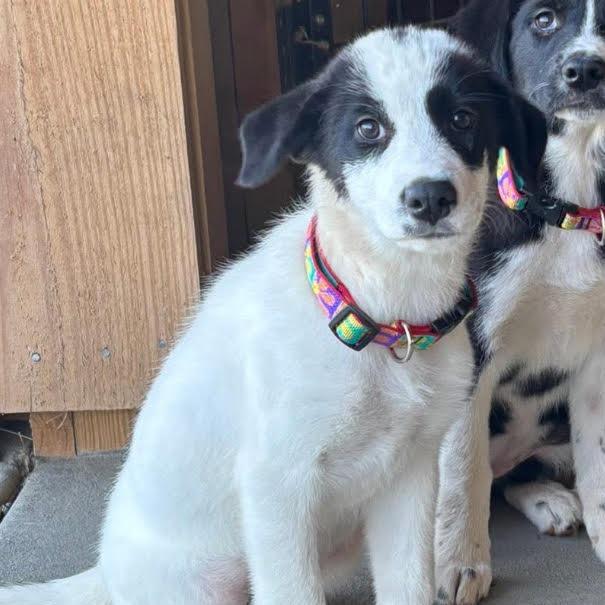 Enlarge Salem, an adopted mixed breed in Stokesdale, NC image 3/4