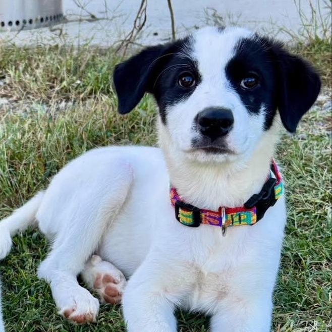Enlarge Salem, an adopted mixed breed in Stokesdale, NC image 2/4
