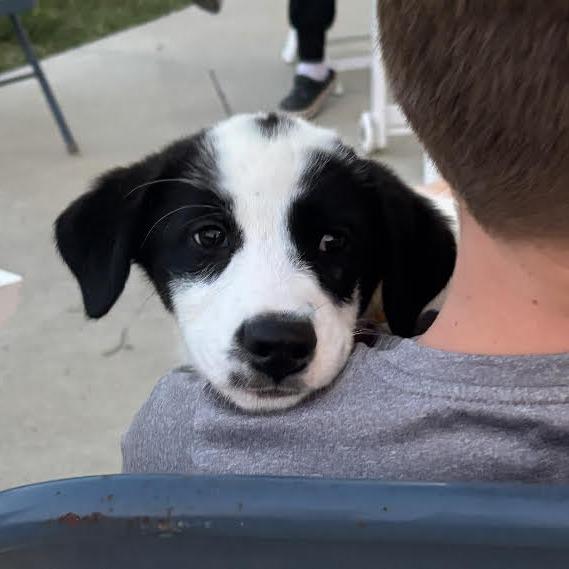 Salem, adopted, Young Female Great Pyrenees.
