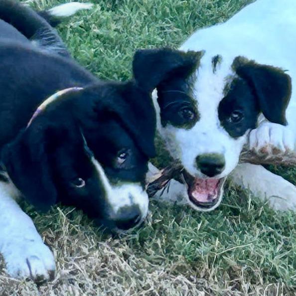 Enlarge Salem, an adopted mixed breed in Stokesdale, NC image 4/4