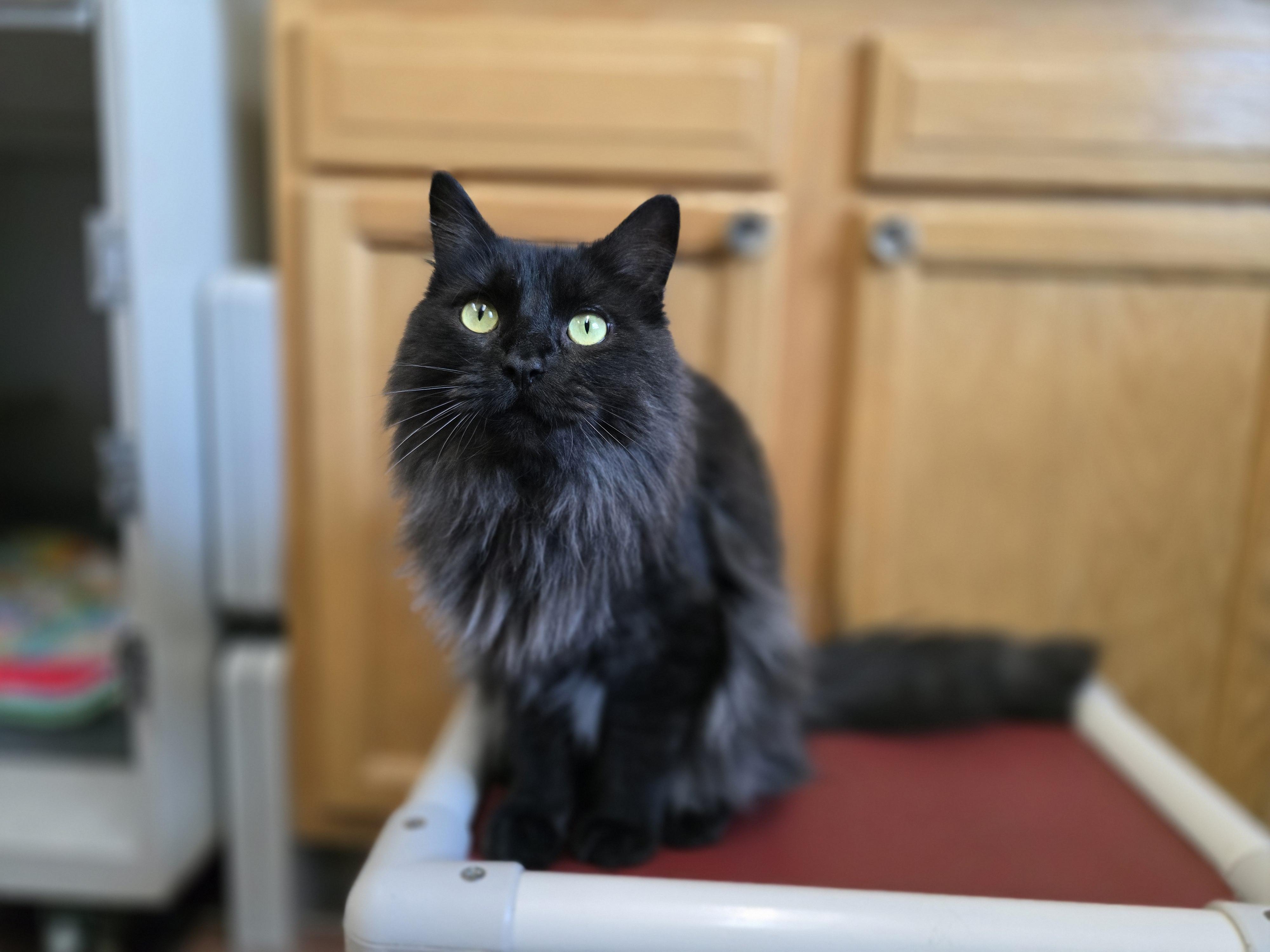 Enlarge Zenny, an adopted Domestic Long Hair in Des Moines, IA image 1/4