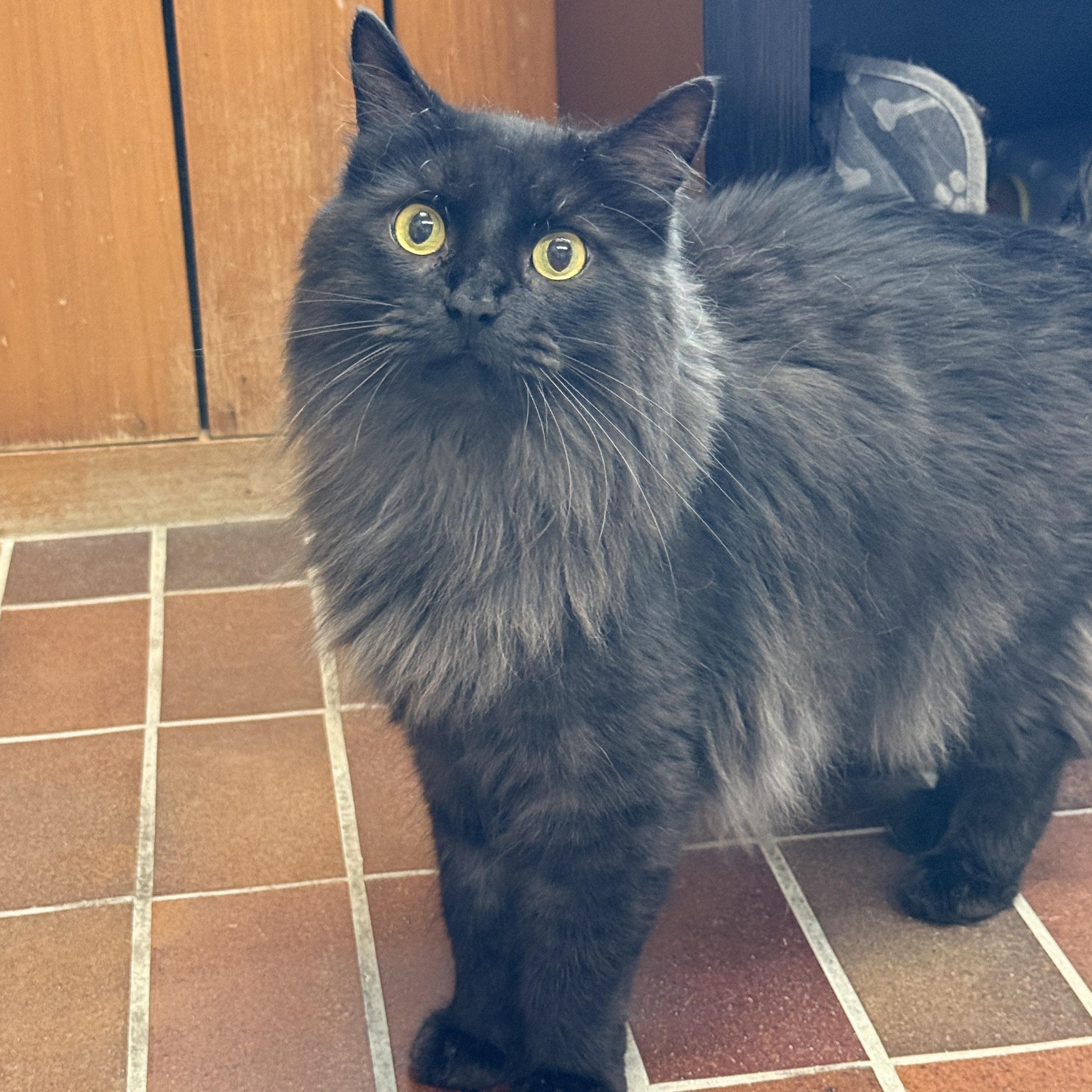 Enlarge Zenny, an adopted Domestic Long Hair in Des Moines, IA image 3/4