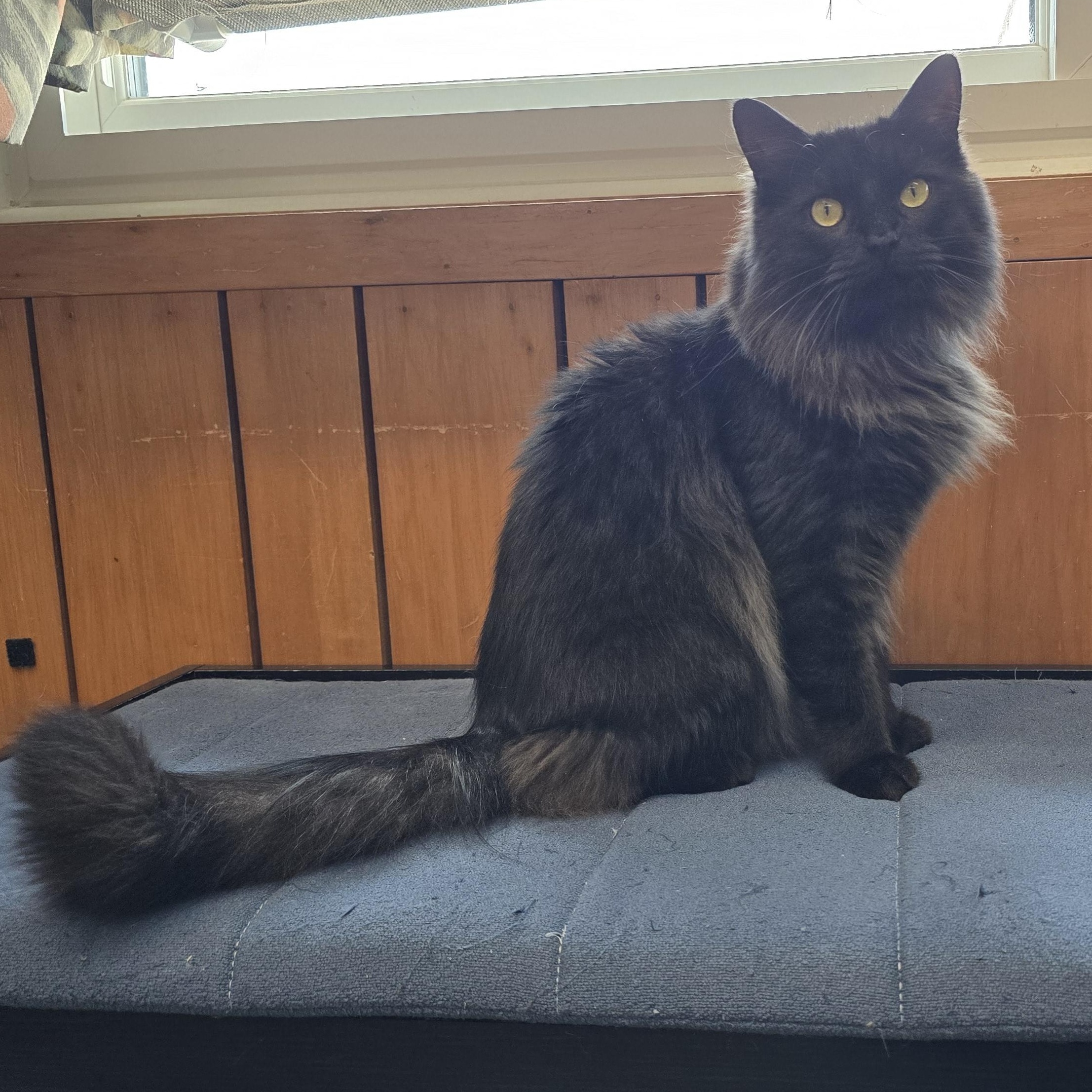 Enlarge Zenny, an adopted Domestic Long Hair in Des Moines, IA image 4/4