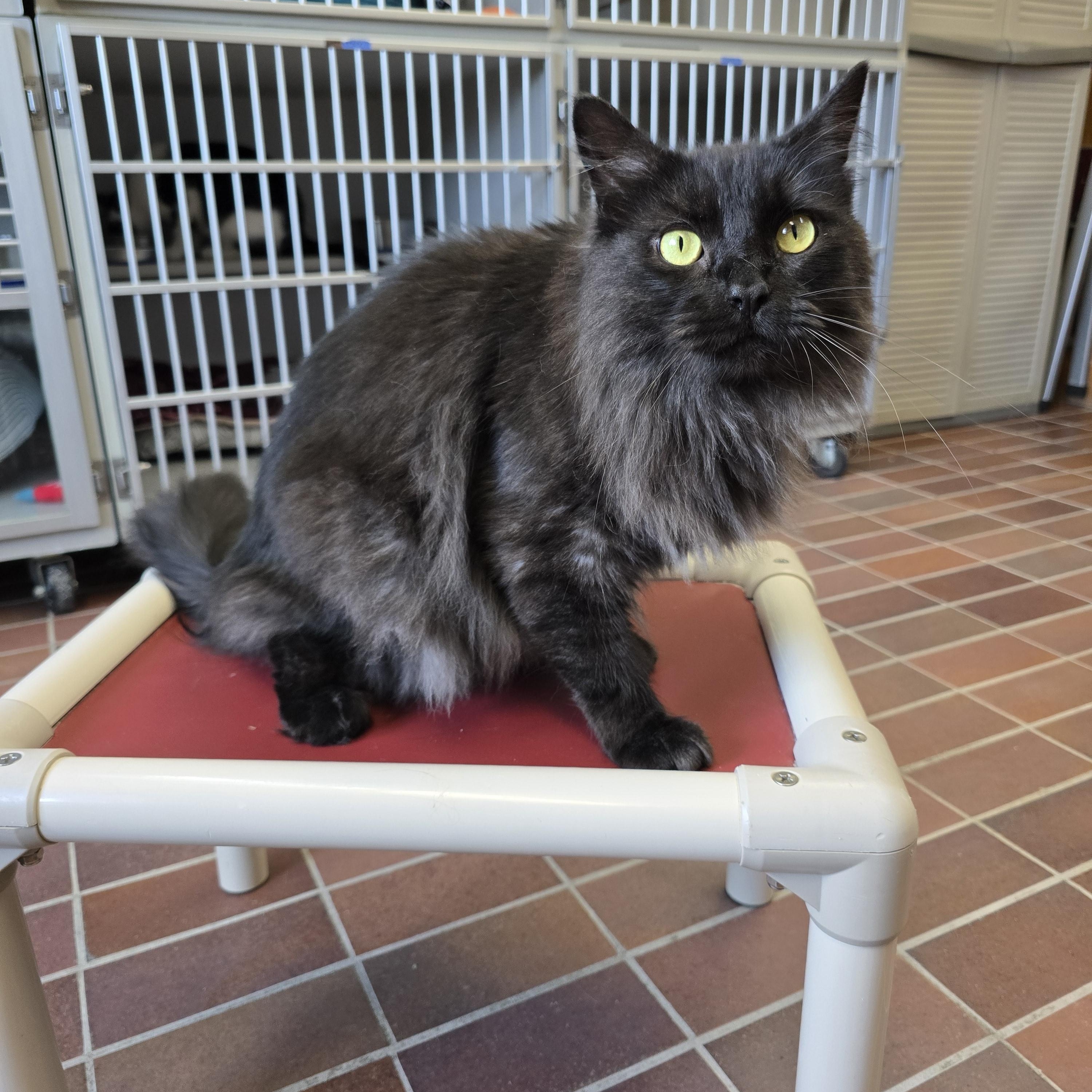 Enlarge Zenny, an adopted Domestic Long Hair in Des Moines, IA image 2/4