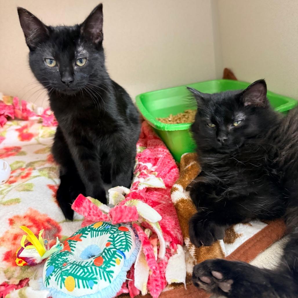 Gwen, Adoptable, Kitten Female Domestic Short Hair.