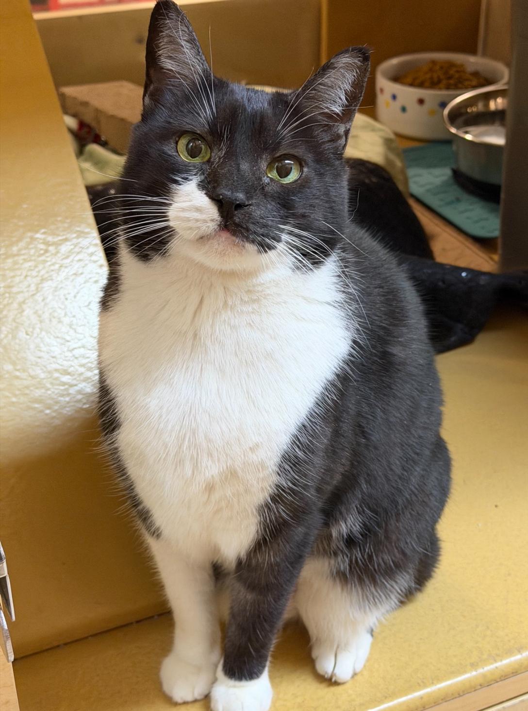 Scout , adoptable, Adult Male American Shorthair.