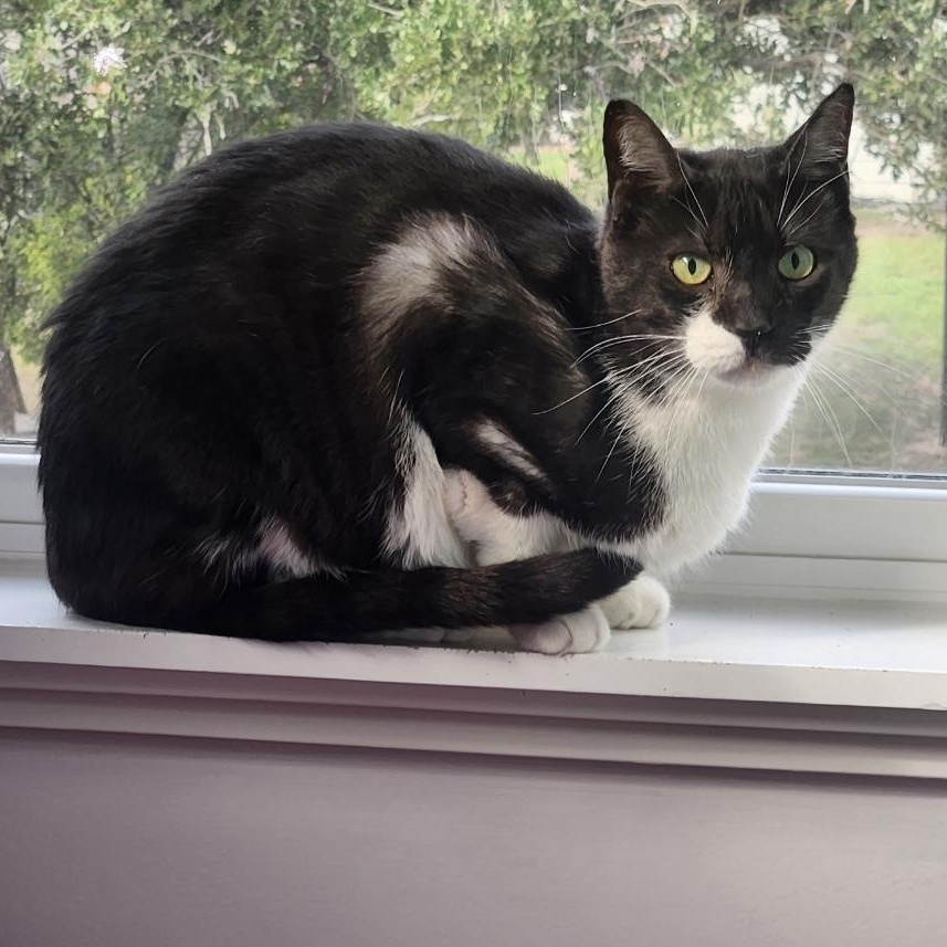 Enlarge Scout , an adoptable American Shorthair in Austin, TX image 3/4