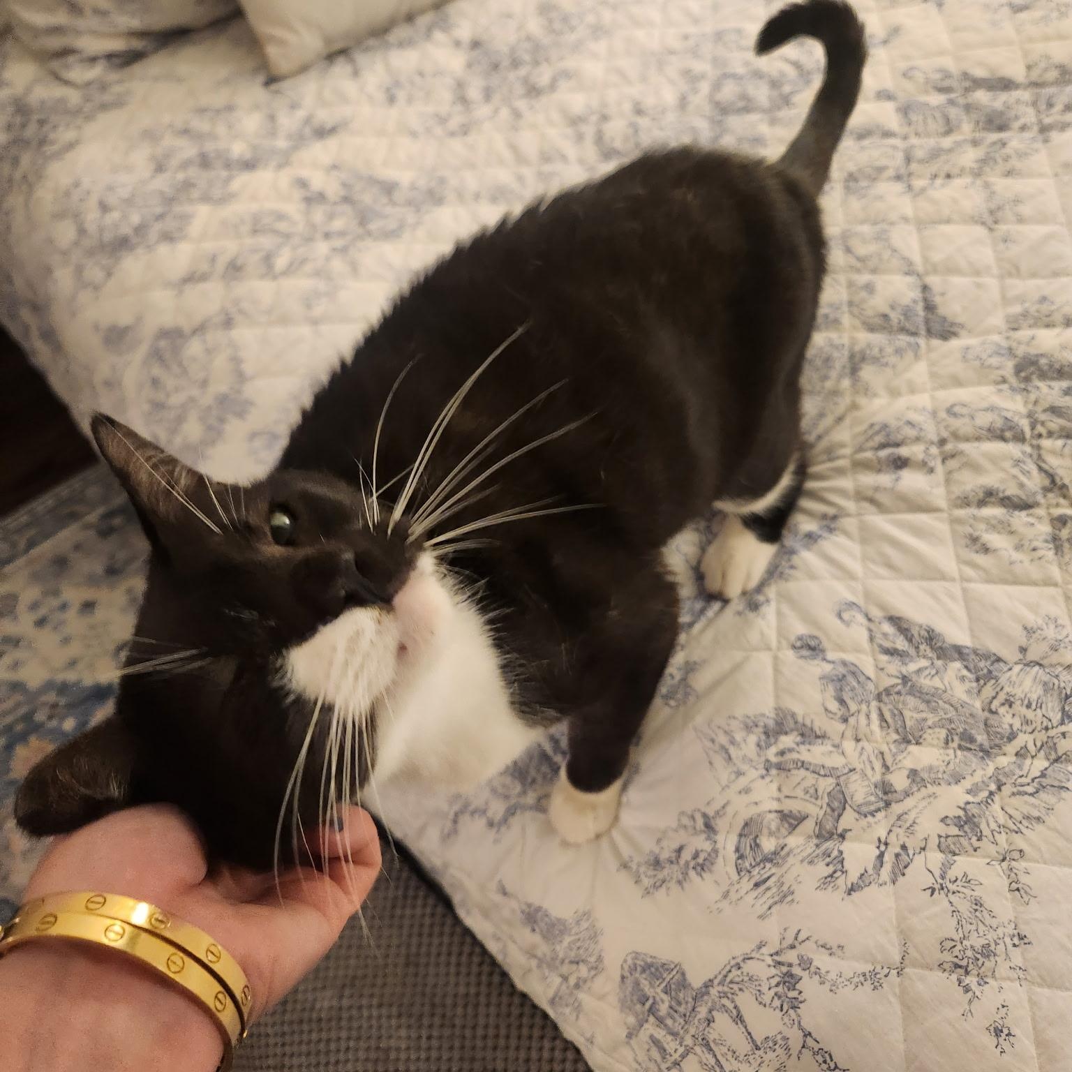 Enlarge Scout , an adoptable American Shorthair in Austin, TX image 4/4