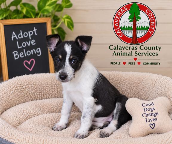 Enlarge Merlot A061300, a Adoptable mixed breed in San Andreas, CA image 1/1