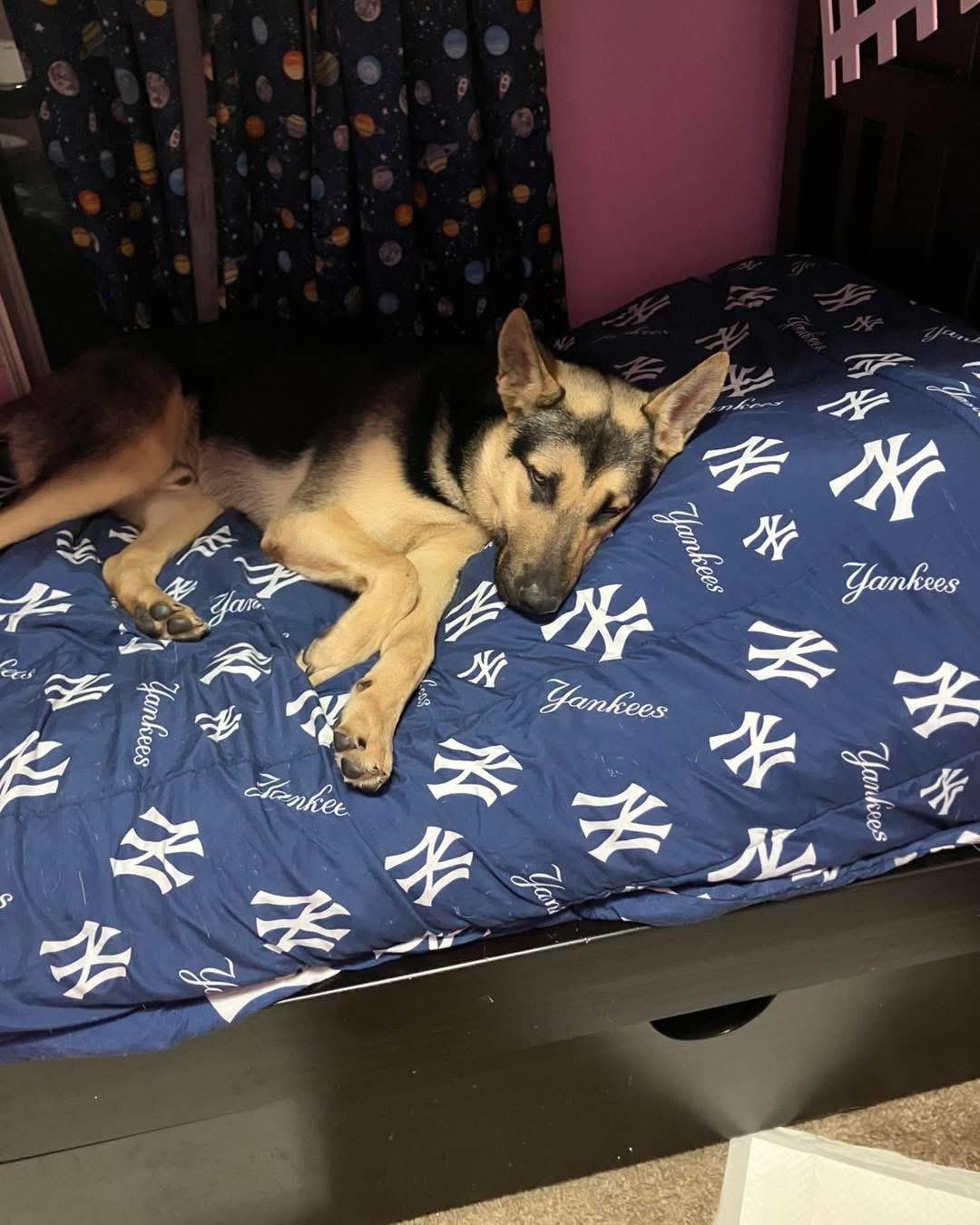 Rico, an adopted German Shepherd Dog in Highland, NY image 2/3