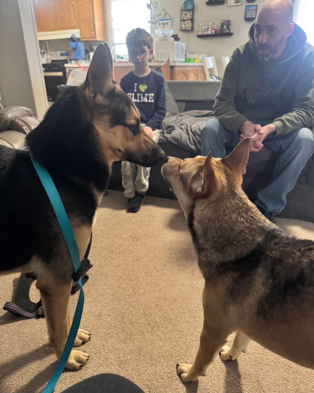 Rico, an adopted German Shepherd Dog in Highland, NY image 3/3