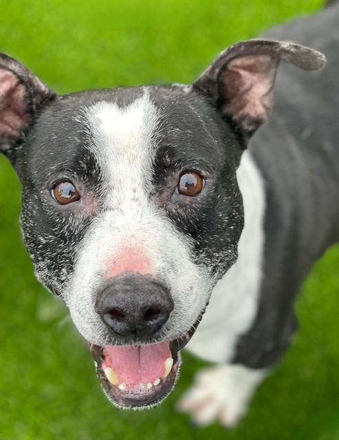 ABNER, Adoptable, Adult Male Mixed Breed.