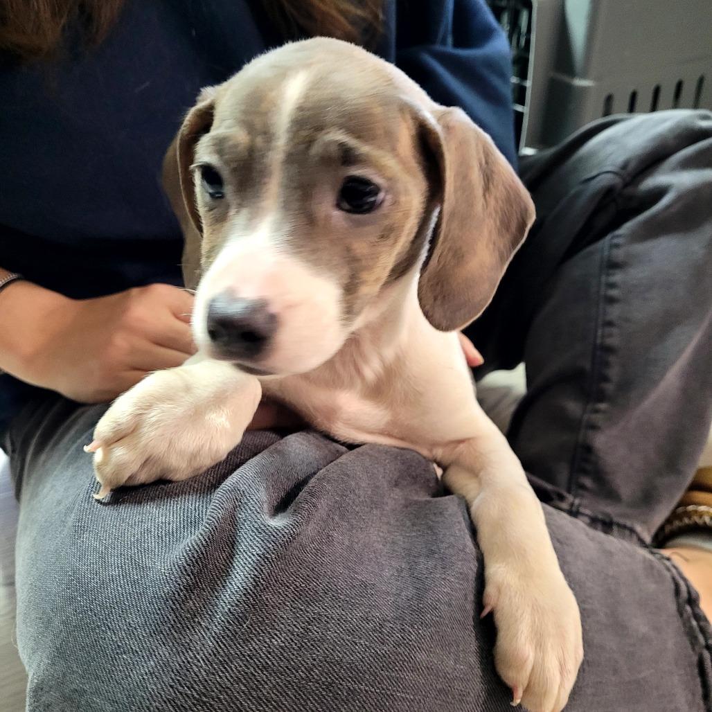 Enlarge Jade, a Adoptable Mixed Breed in Allyn, WA image 1/1