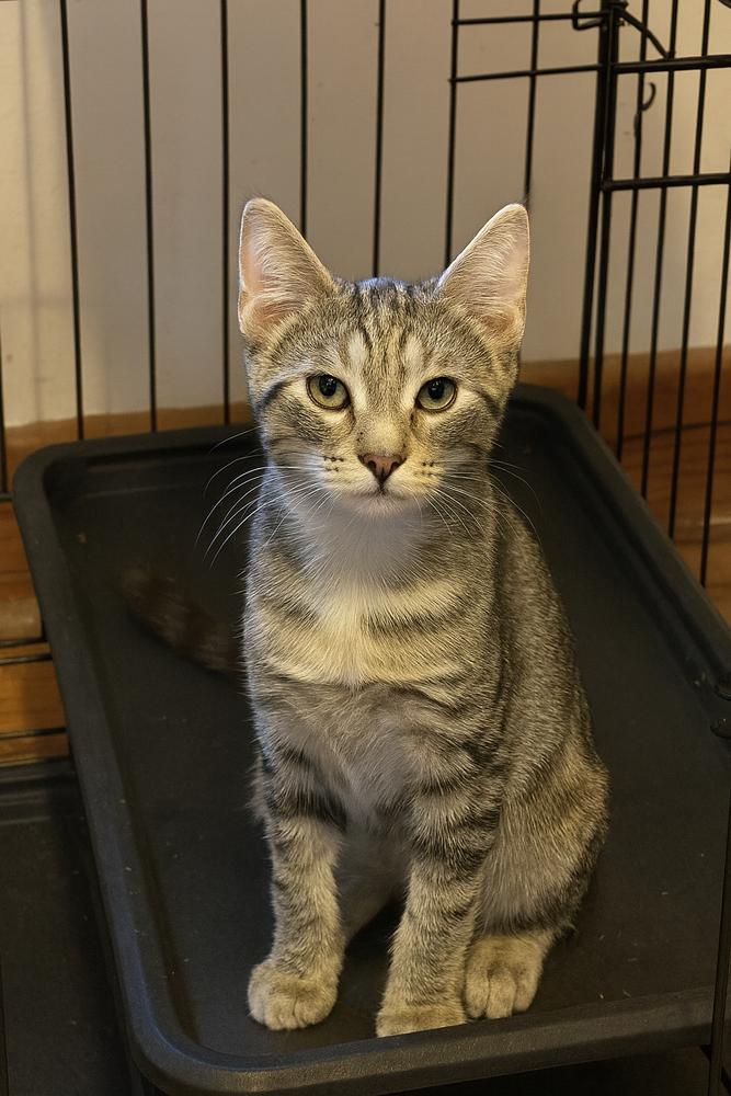 Enlarge Remi, a Adoptable mixed breed in Carrollton, VA image 1/4