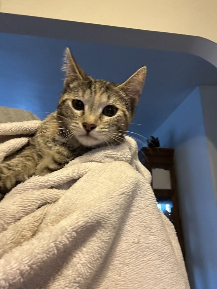 Enlarge Remi, a Adoptable mixed breed in Carrollton, VA image 4/4