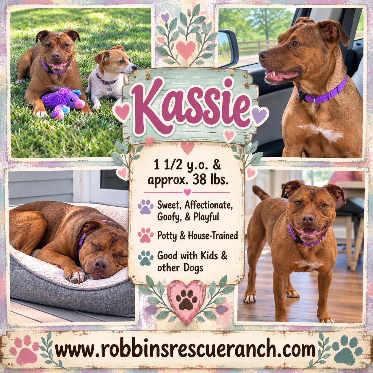 Enlarge Kassie, a Adoptable mixed breed in West Islip, NY image 1/5