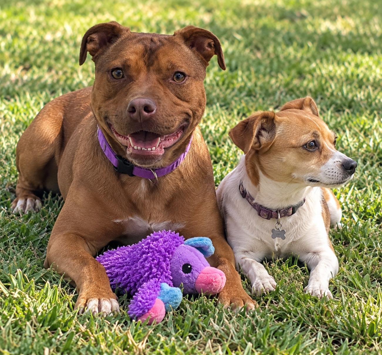 Enlarge Kassie, a Adoptable mixed breed in West Islip, NY image 2/5