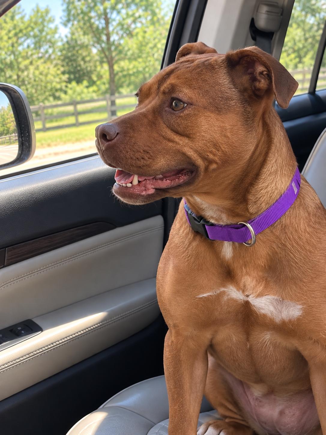 Enlarge Kassie, a Adoptable mixed breed in West Islip, NY image 4/5