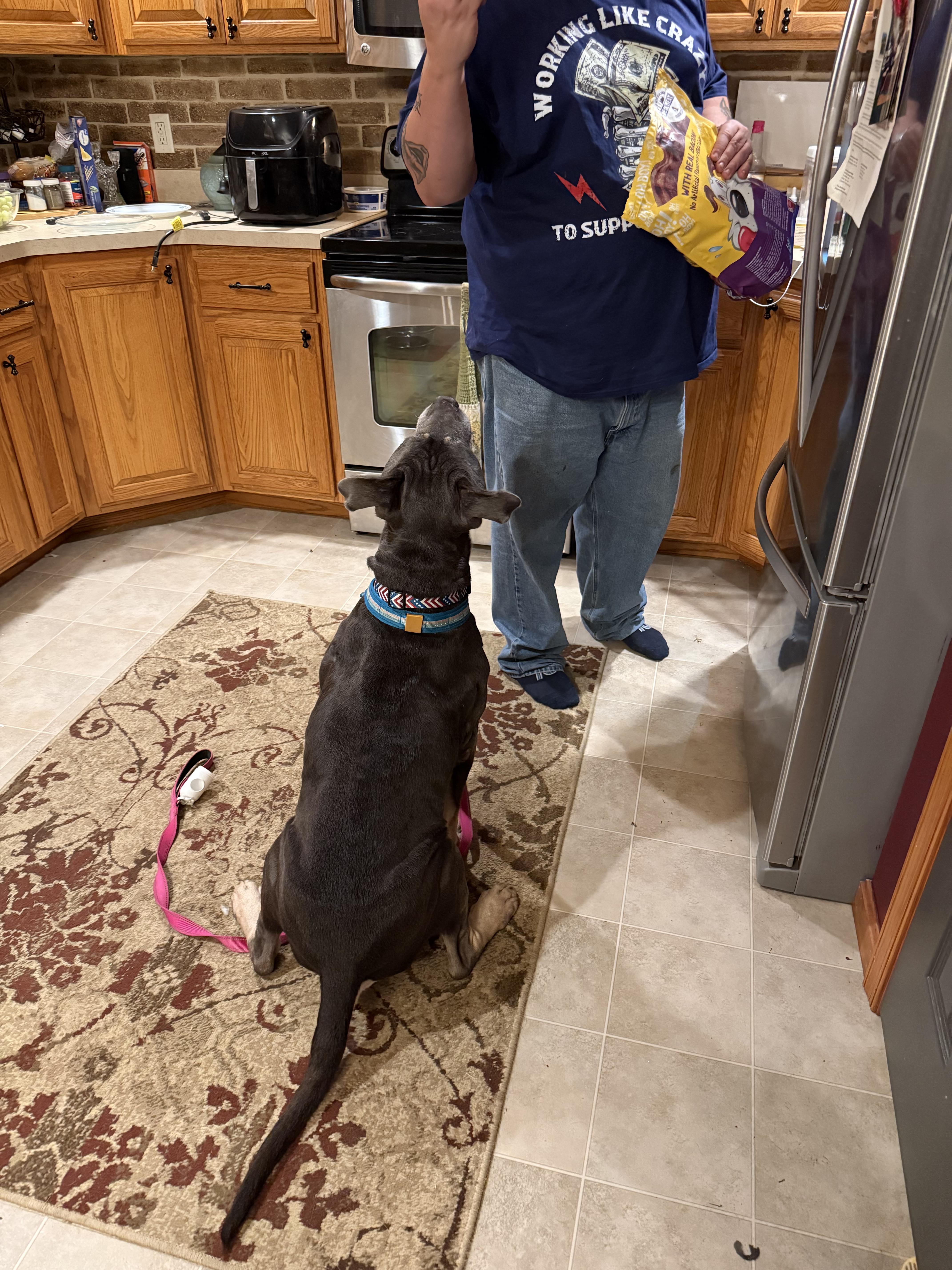 Enlarge Simba, a Adoptable mixed breed in Westminster, MD image 2/4