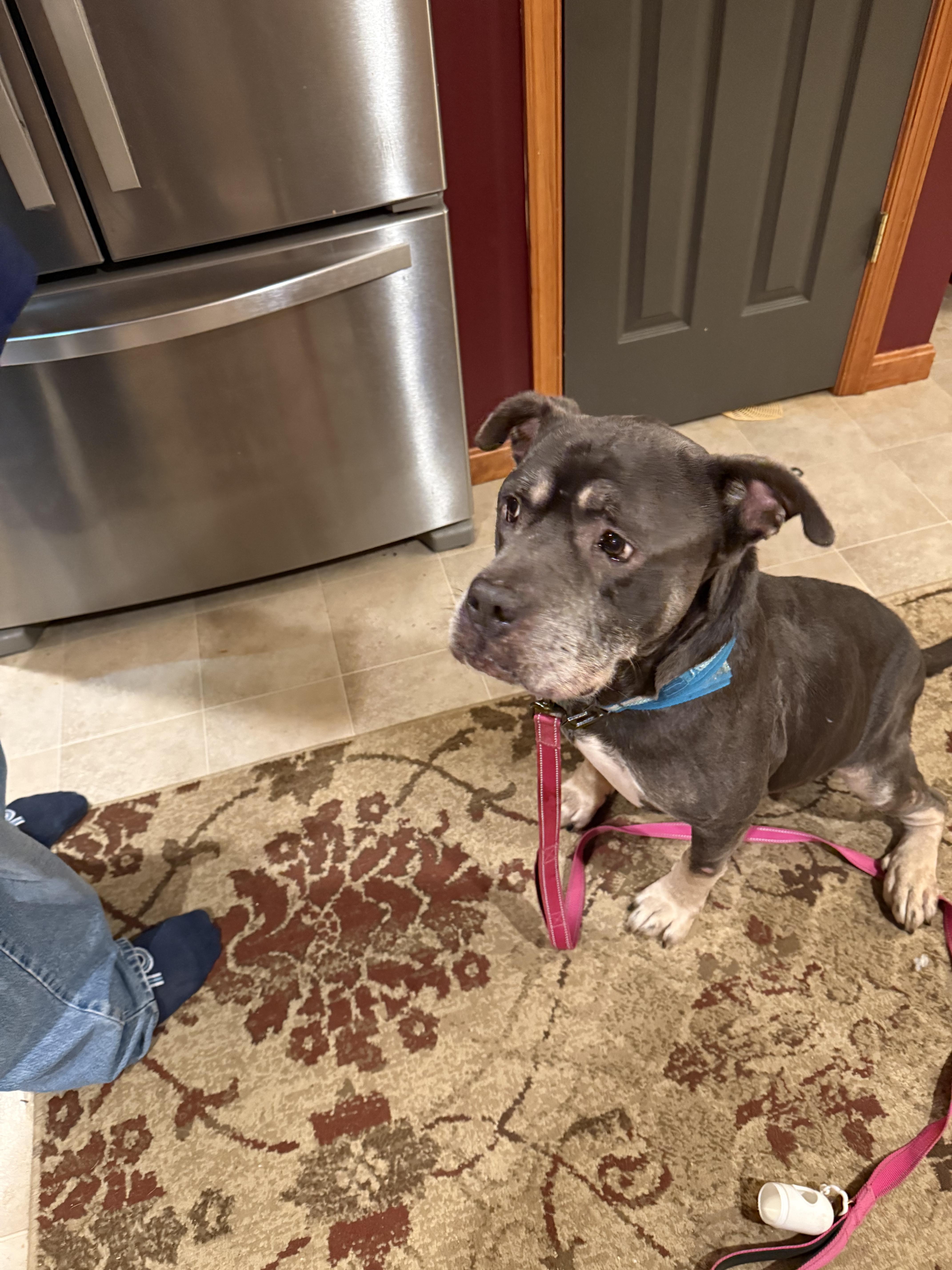 Enlarge Simba, a Adoptable mixed breed in Westminster, MD image 4/4