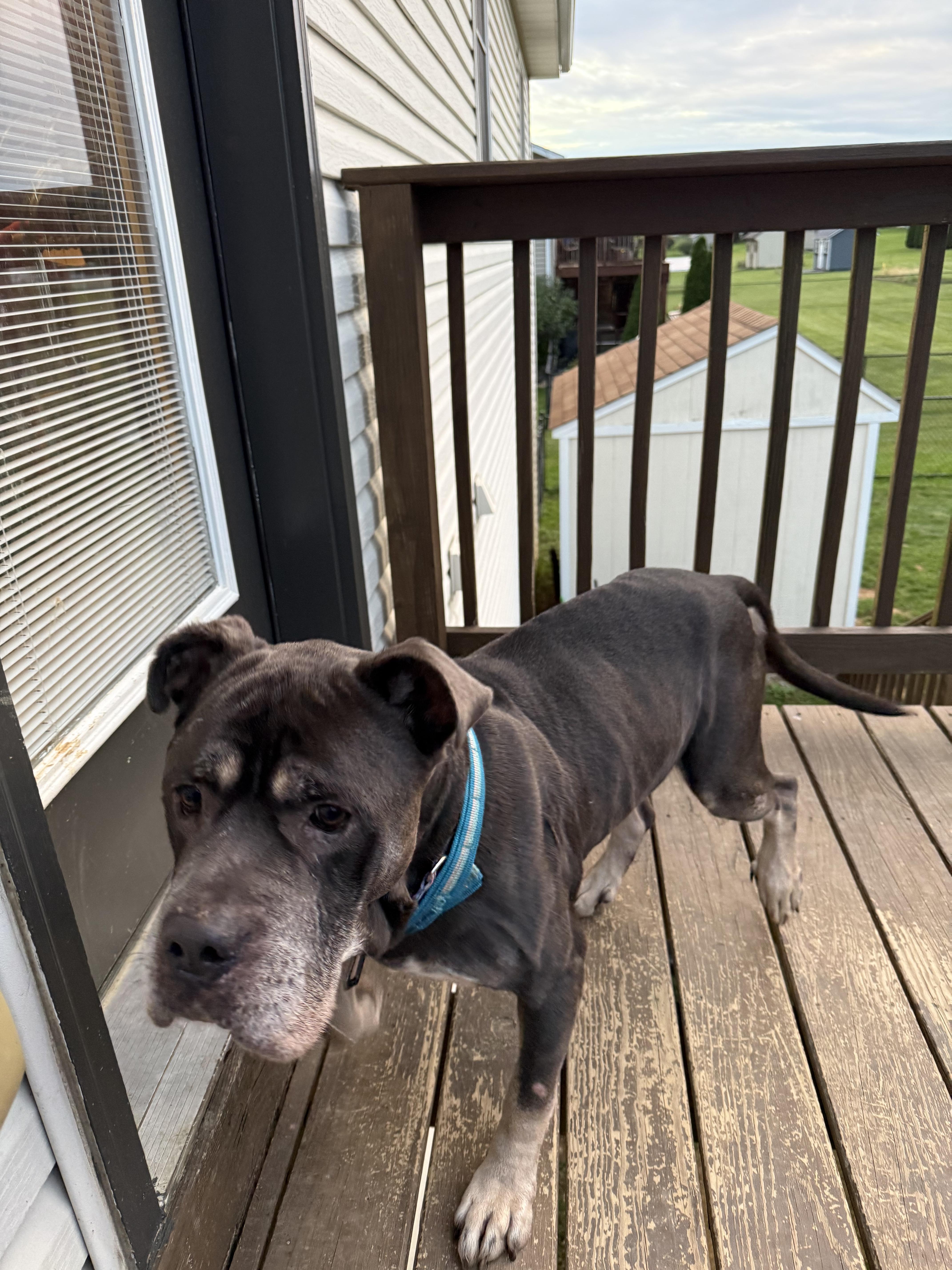 Enlarge Simba, a Adoptable mixed breed in Westminster, MD image 3/4