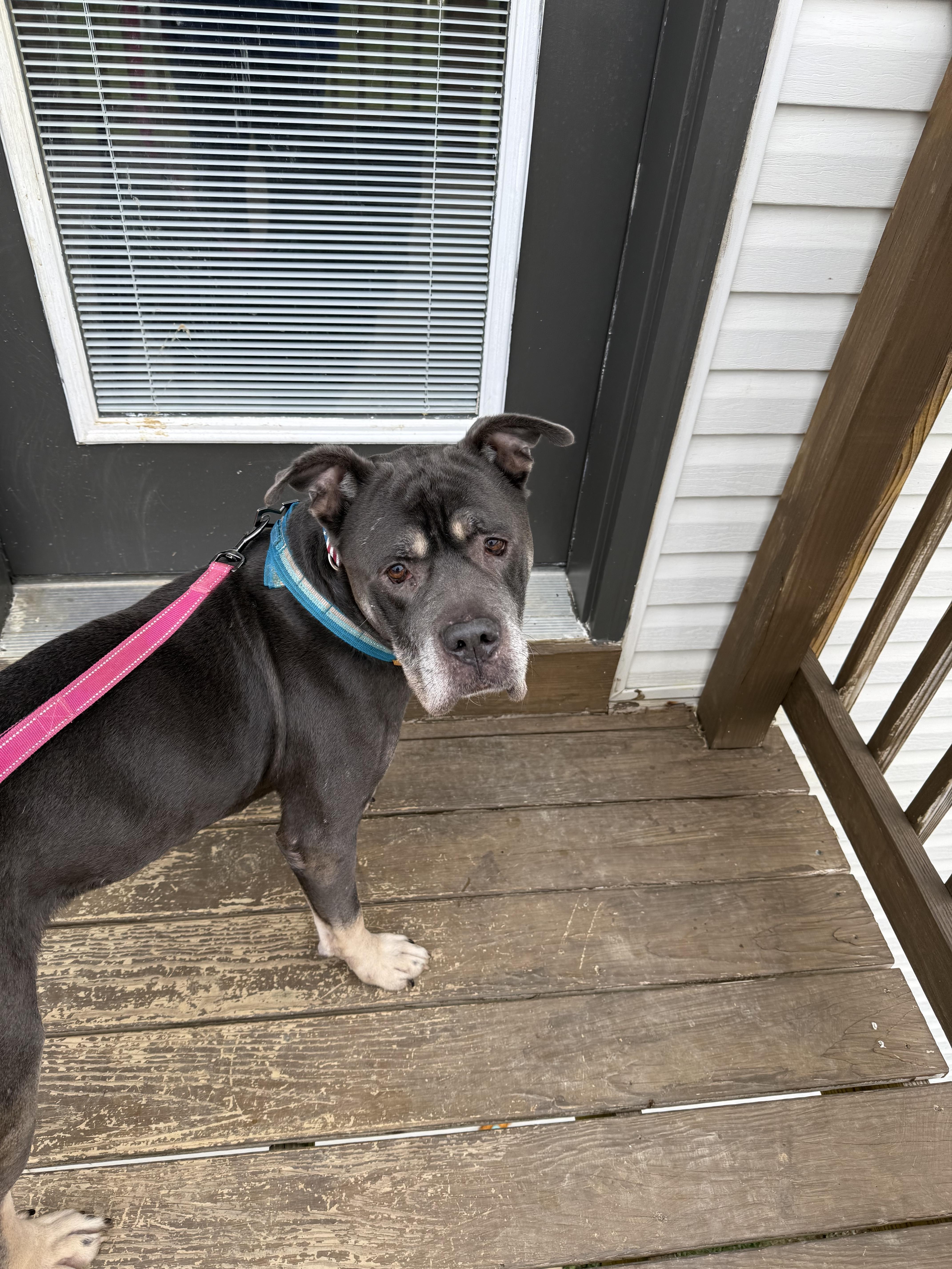 Enlarge Simba, a Adoptable mixed breed in Westminster, MD image 1/4