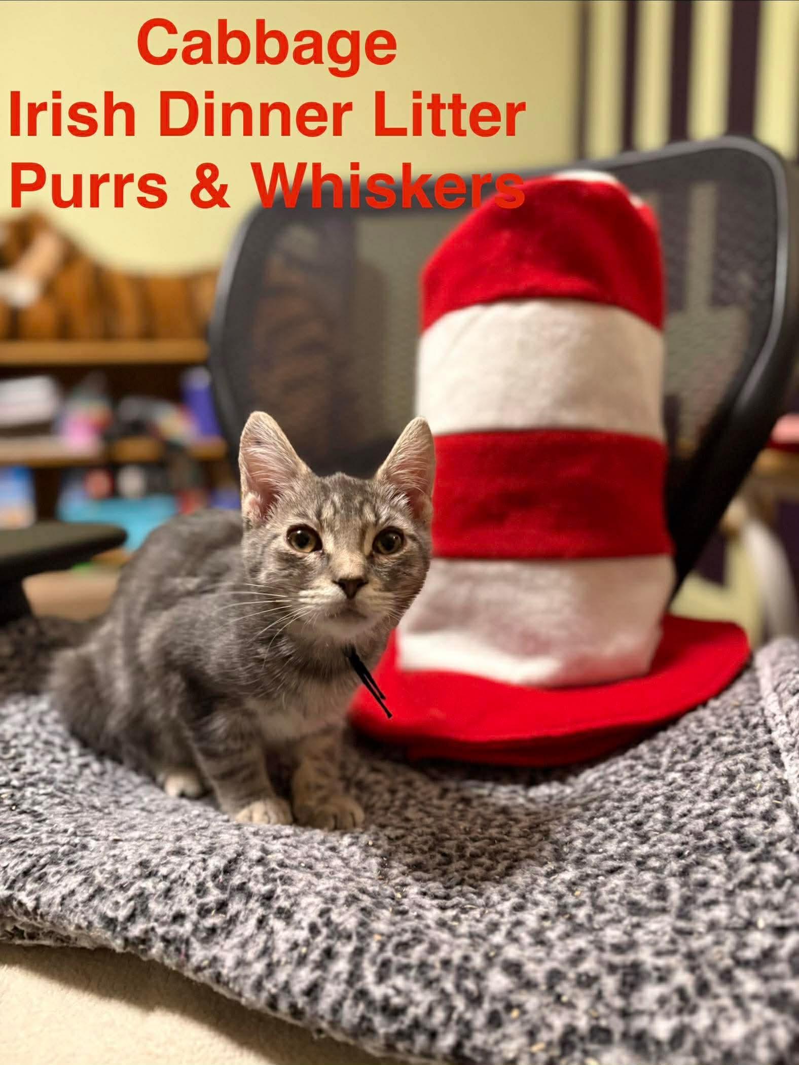 Enlarge Cabbage, an adopted Domestic Short Hair in New Hartford, NY image 2/2