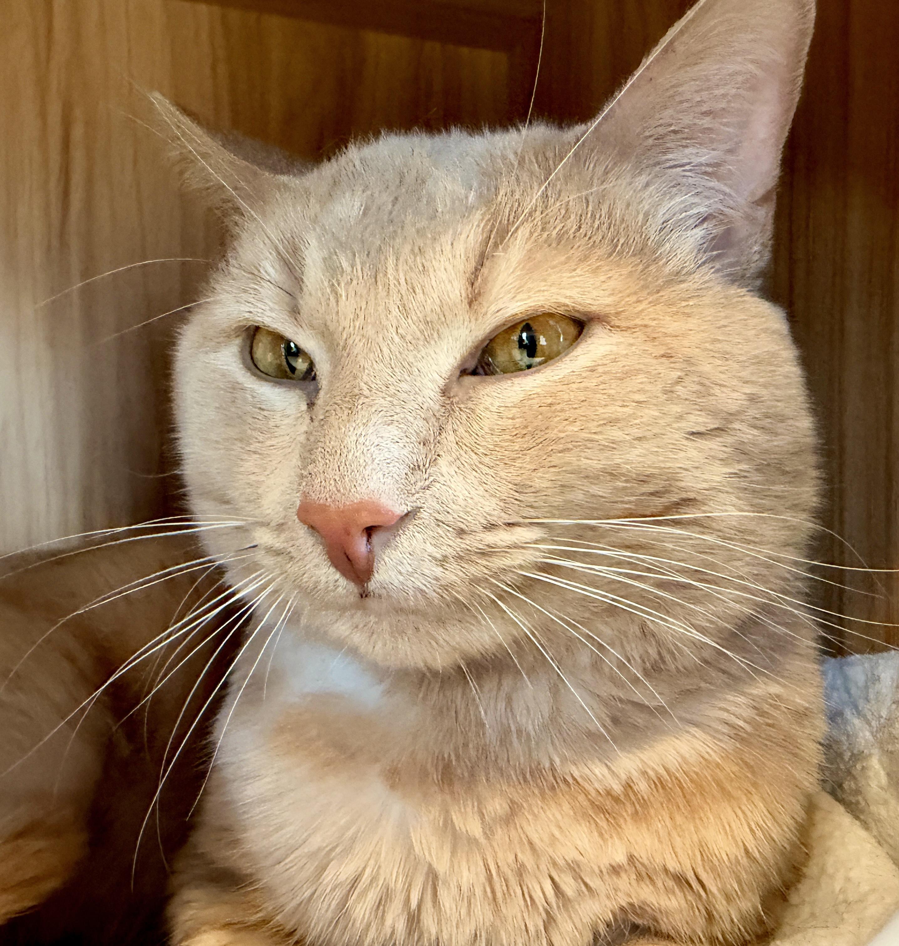 Enlarge Dot, a Adoptable American Shorthair in Hull, MA image 3/3