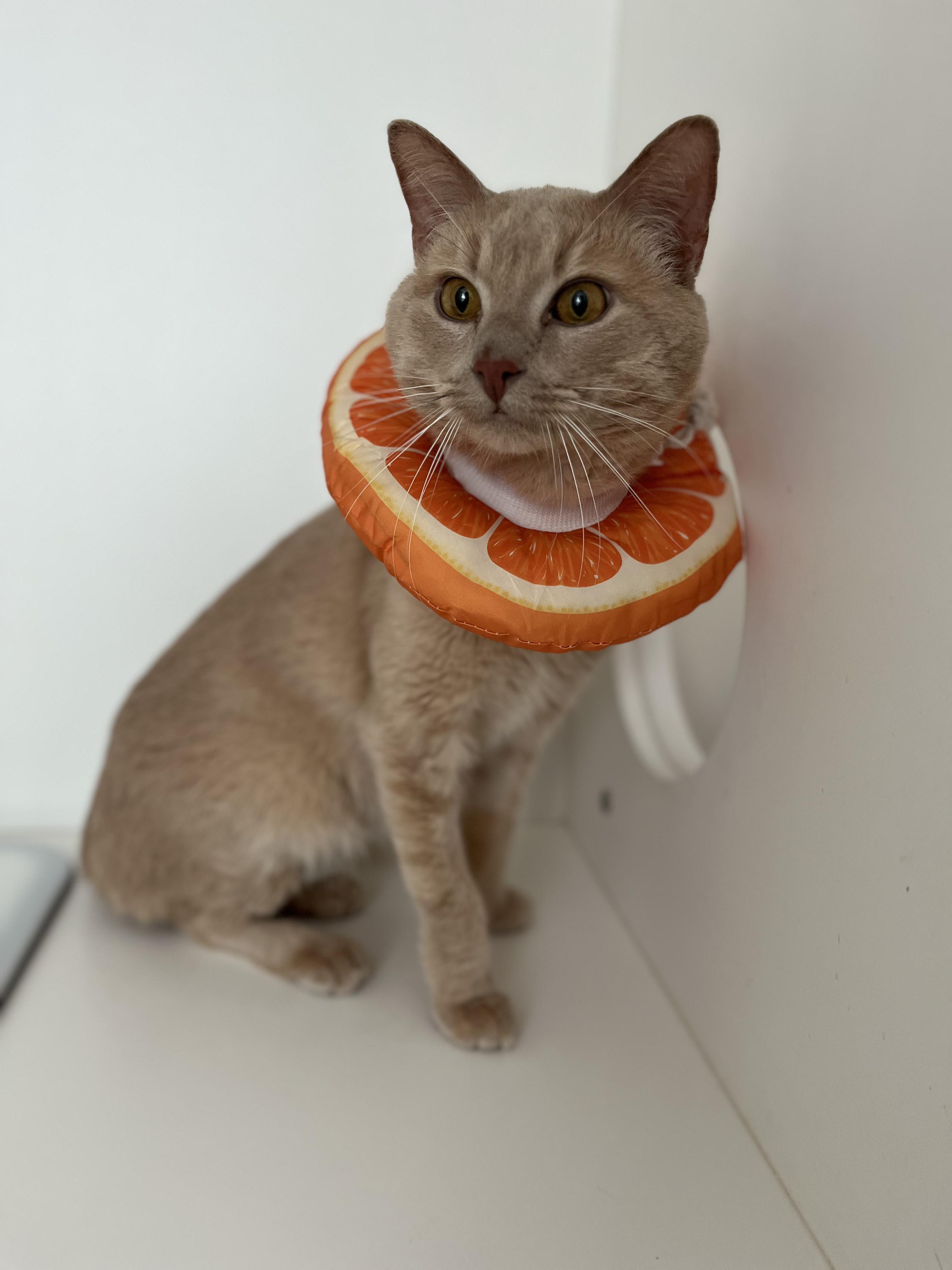 Enlarge Dot, a Adoptable American Shorthair in Hull, MA image 2/3