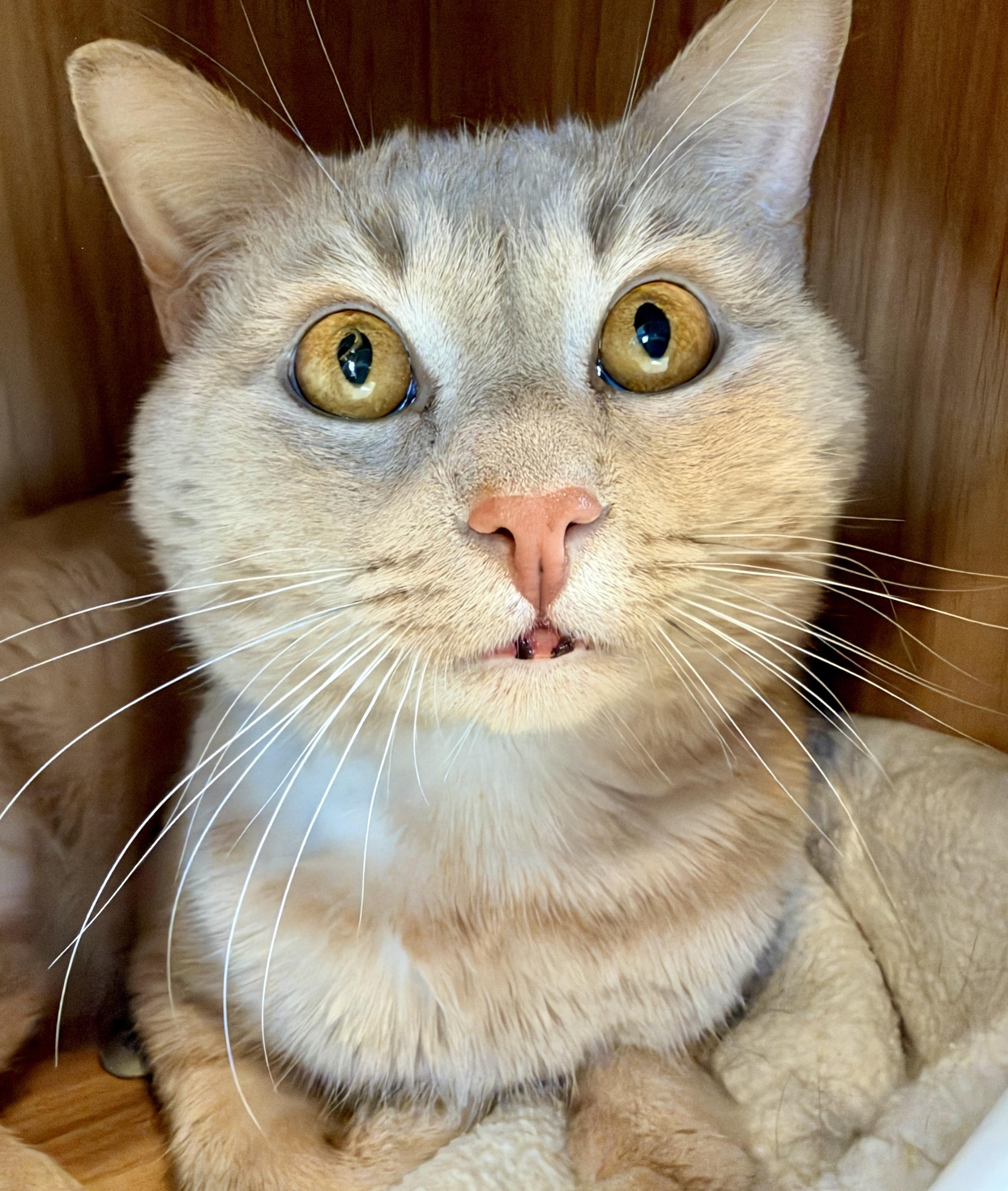 Enlarge Dot, a Adoptable American Shorthair in Hull, MA image 1/3