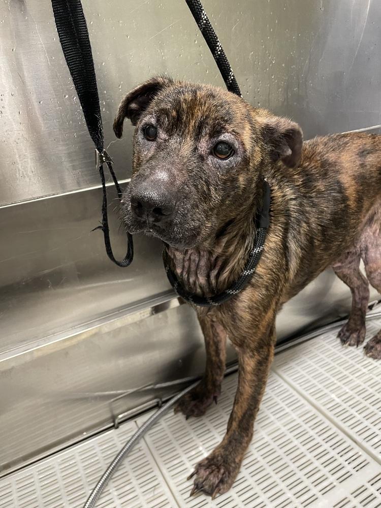 Tigger, Adoptable, Adult Male Mixed Breed.