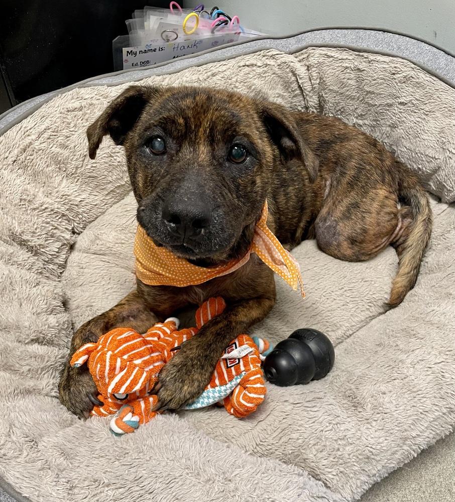 Tigger, a Adoptable mixed breed in Dickson, TN image 2/4