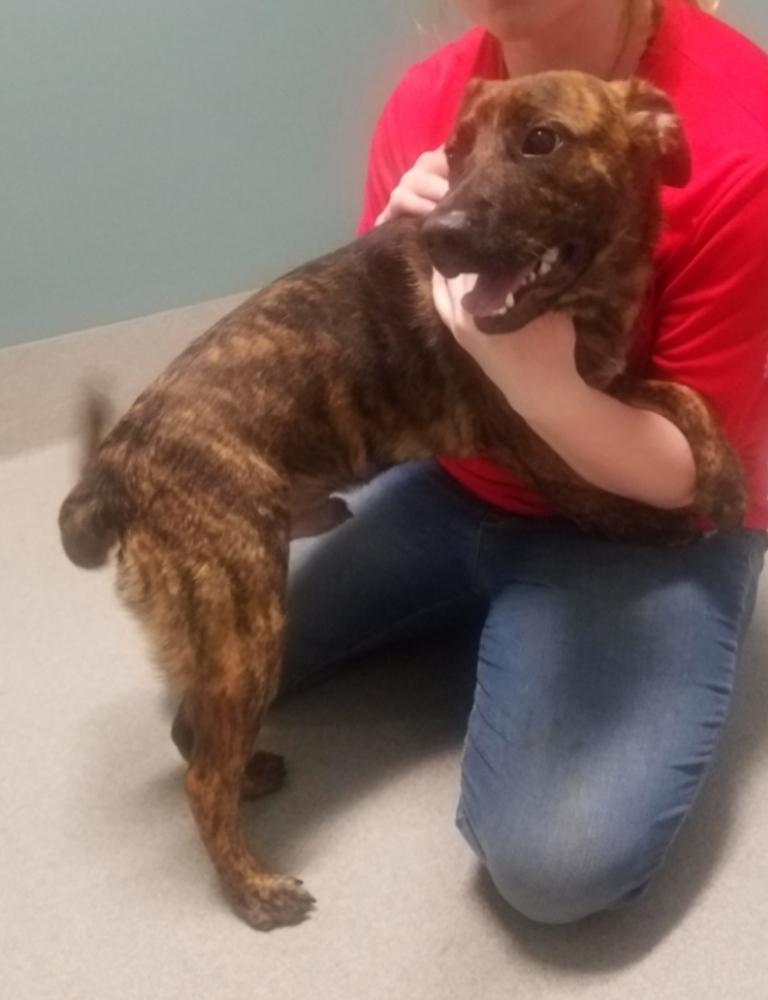 Tigger, a Adoptable mixed breed in Dickson, TN image 3/4