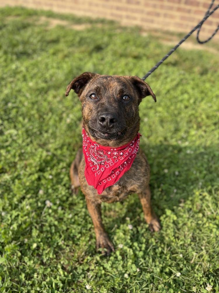 Tigger, a Adoptable mixed breed in Dickson, TN image 4/4