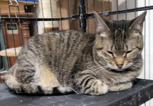 Jam (Bonded with Maramalady), Adoptable, Adult Female Domestic Short Hair.