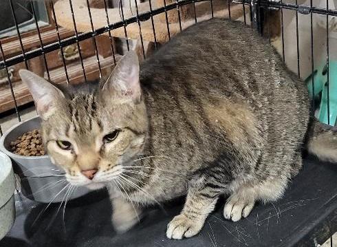 Enlarge Jam (Bonded with Maramalady), a Adoptable mixed breed in St. Louis, MO image 2/2