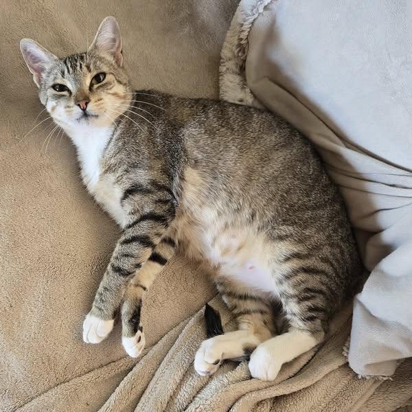 Laila Ali, Adult Female Domestic Short Hair
