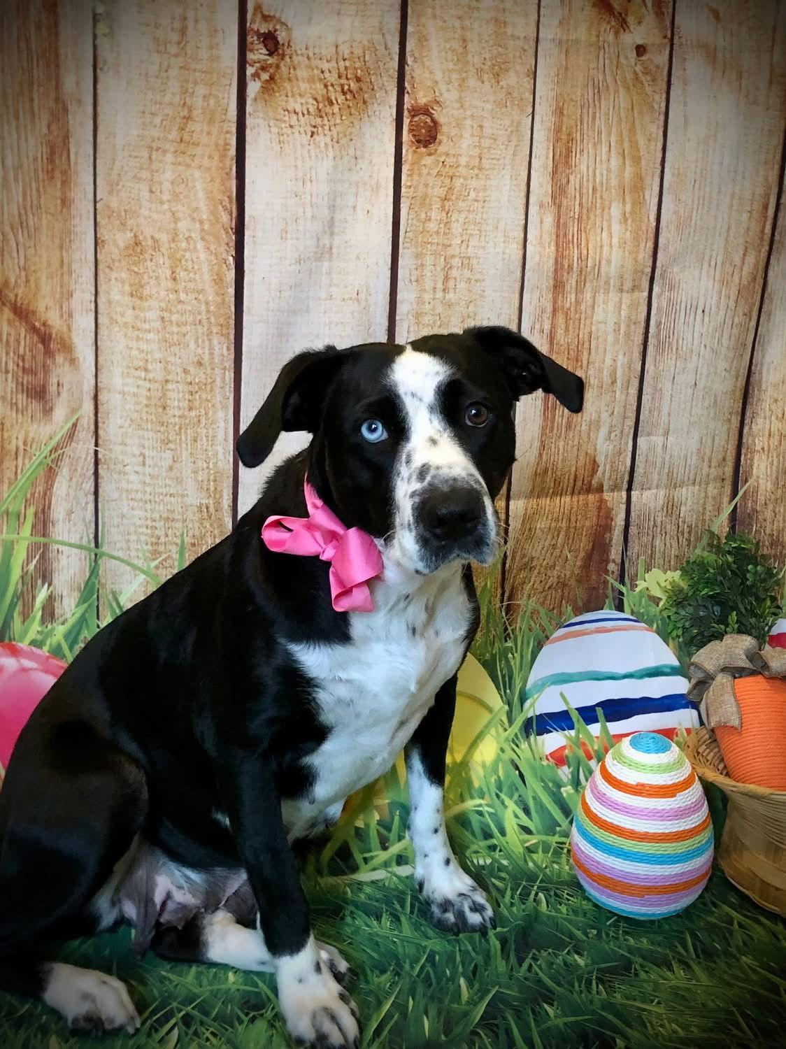 Noelle, Adoptable, Adult Female Catahoula Leopard Dog & Terrier.