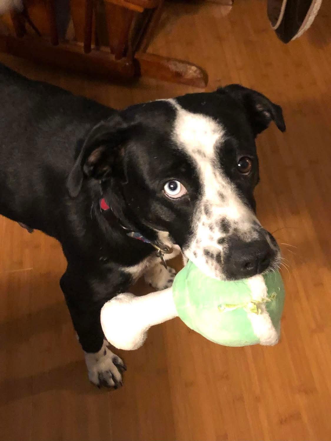 Enlarge Noelle, a Adoptable mixed breed in Barnhart, MO image 1/3