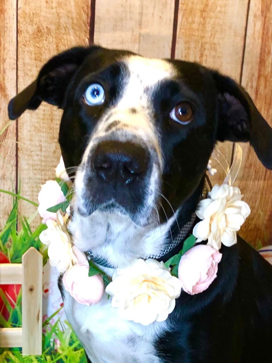 Enlarge Noelle, a Adoptable mixed breed in Barnhart, MO image 2/3