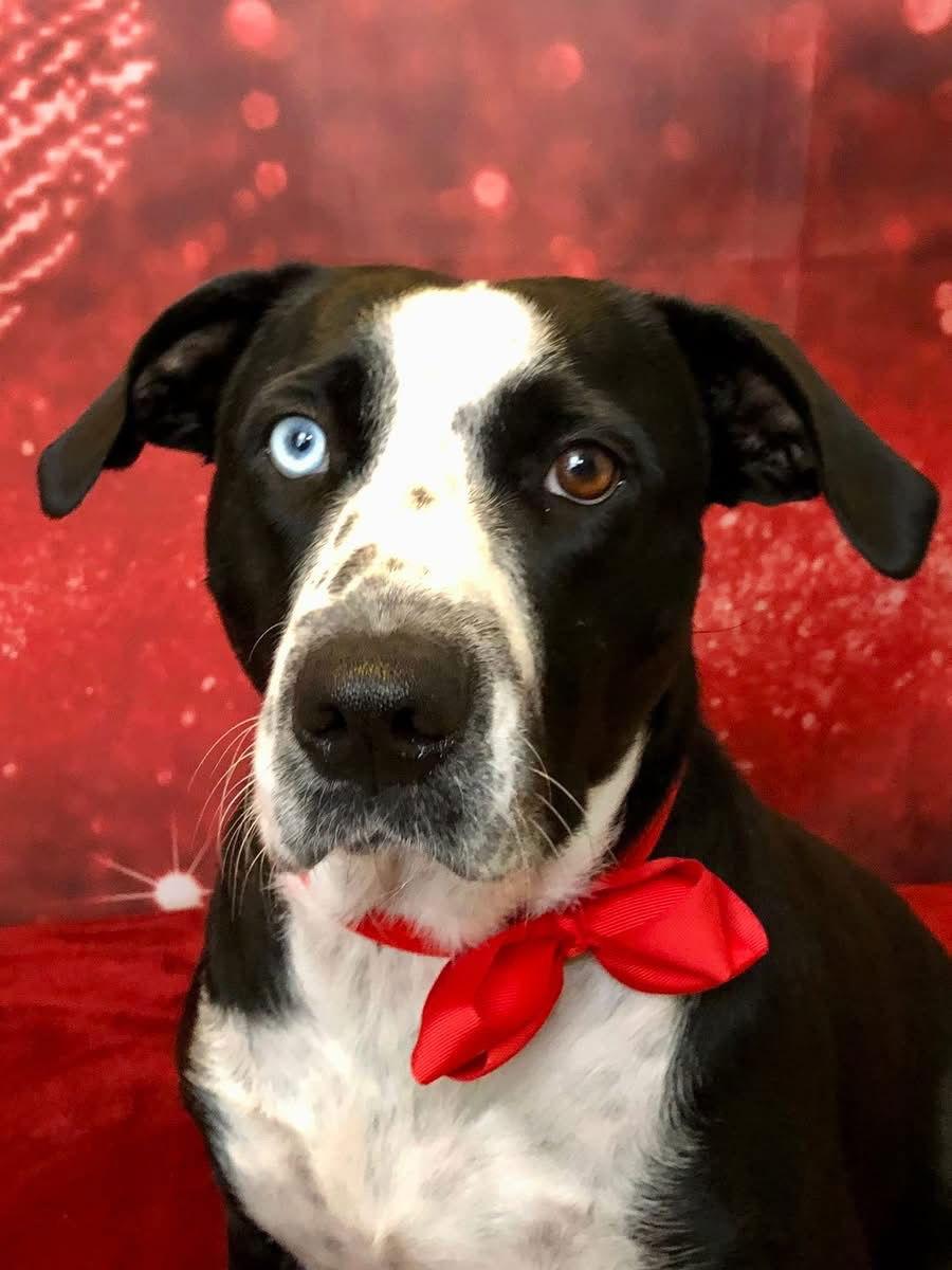 Noelle, Adoptable, Adult Female Catahoula Leopard Dog & Terrier.