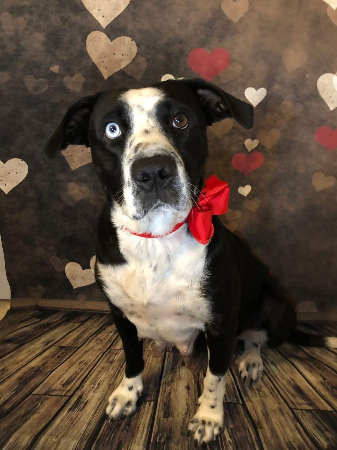 Enlarge Noelle, a Adoptable mixed breed in Barnhart, MO image 2/3