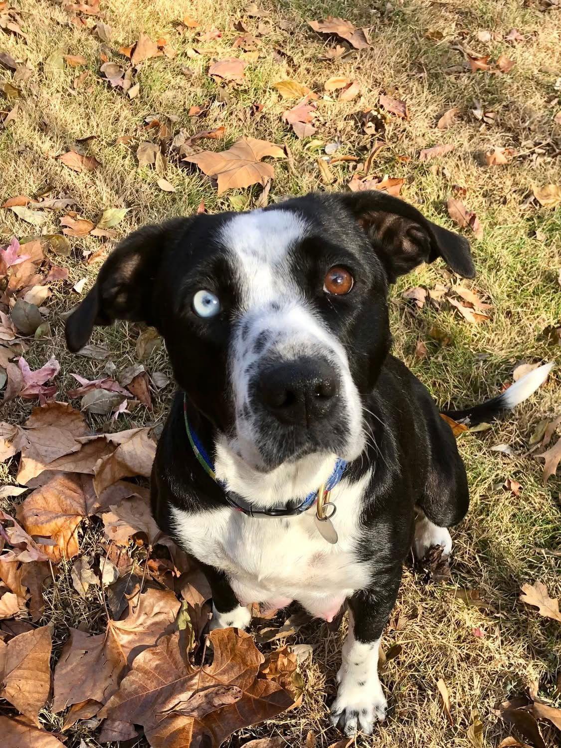 Enlarge Noelle, a Adoptable mixed breed in Barnhart, MO image 3/3