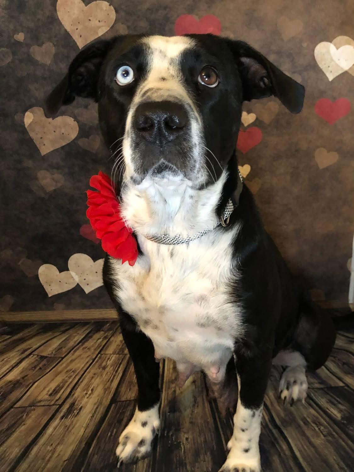 Enlarge Noelle, a Adoptable mixed breed in Barnhart, MO image 3/3