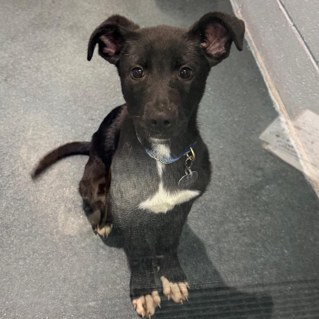 Babe, Adoptable, Puppy Female German Shepherd Dog & English Bulldog.