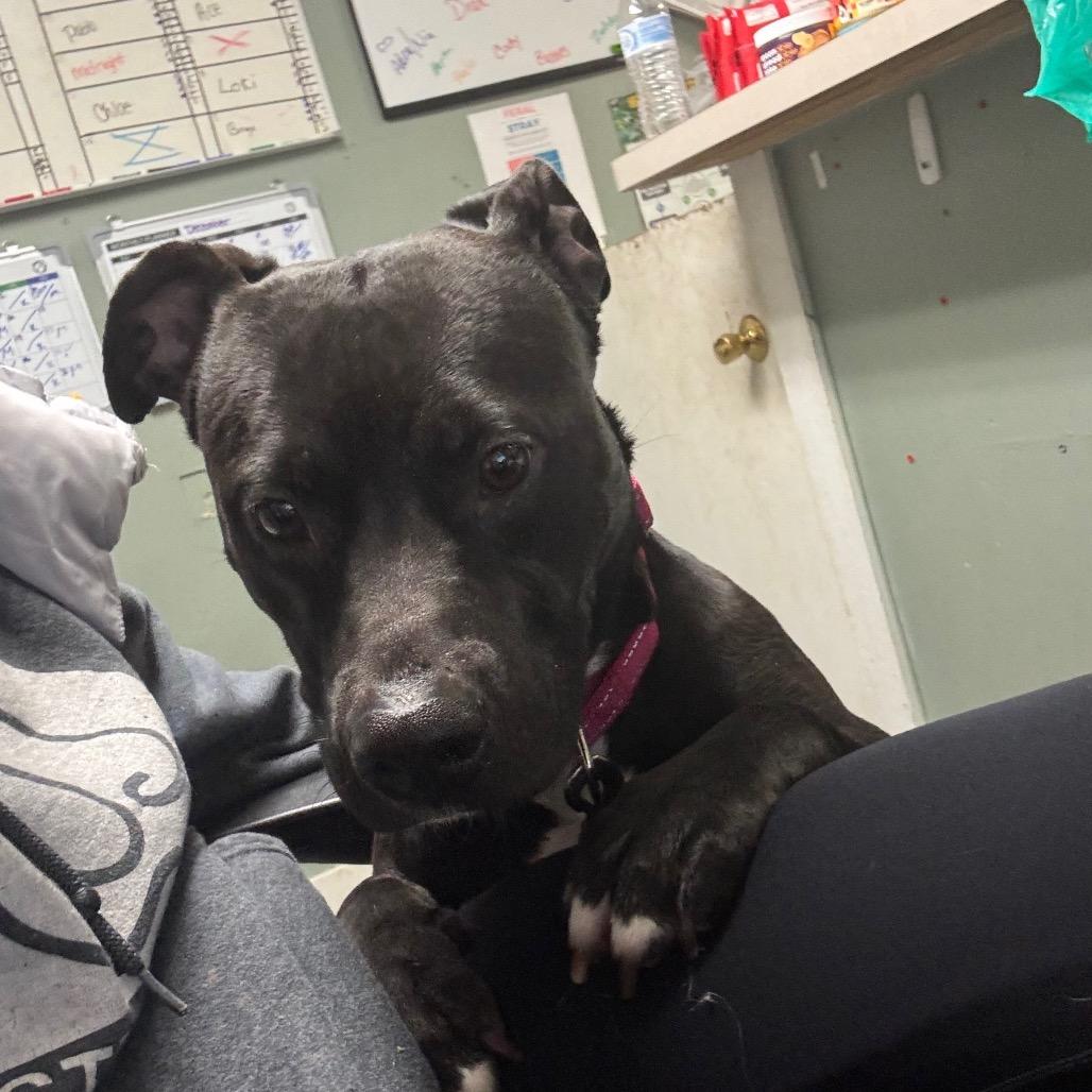 Enlarge Midnight, a Adoptable mixed breed in Greenville, PA image 1/5