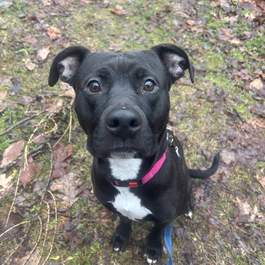Enlarge Midnight, a Adoptable mixed breed in Greenville, PA image 4/5