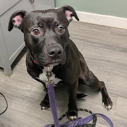 Enlarge Midnight, a Adoptable mixed breed in Greenville, PA image 5/5