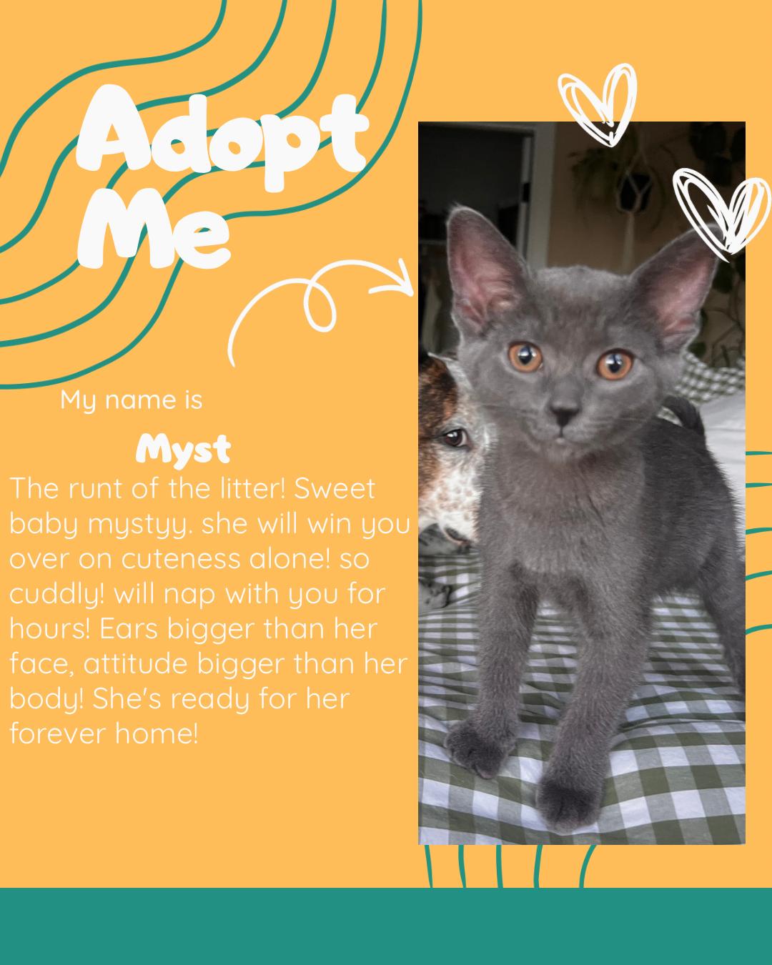 Kicker, adopted, Kitten Male Domestic Short Hair.