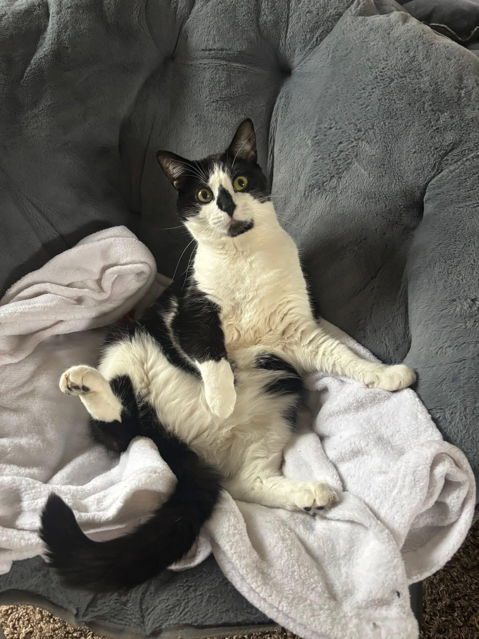 Enlarge Dottie , a ADOPTABLE mixed breed in Orland Park, IL image 1/5